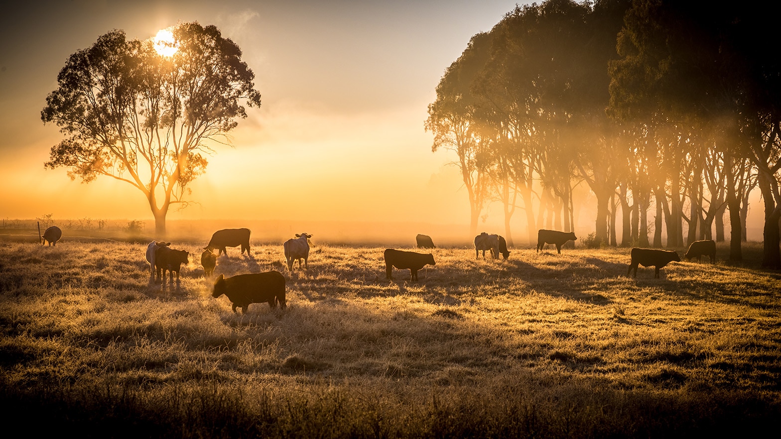 Cows Australia